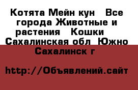 Котята Мейн кун - Все города Животные и растения » Кошки   . Сахалинская обл.,Южно-Сахалинск г.